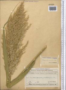 Phragmites australis (Cav.) Trin. ex Steud., Middle Asia, Muyunkumy, Balkhash & Betpak-Dala (M9) (Kazakhstan)