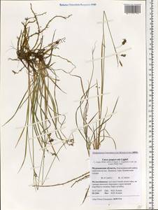 Carex magellanica subsp. irrigua (Wahlenb.) Hiitonen, Eastern Europe, Northern region (E1) (Russia)