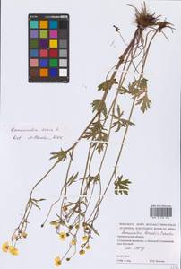 Ranunculus acris L., Eastern Europe, Northern region (E1) (Russia)
