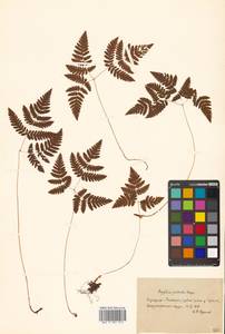 Gymnocarpium robertianum (Hoffm.) Newman, Siberia, Russian Far East (S6) (Russia)