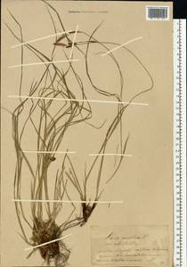 Carex cespitosa L., Eastern Europe (no precise locality) (E0)