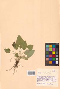 Viola collina Besser, Siberia, Russian Far East (S6) (Russia)