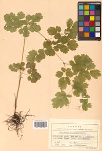 Thalictrum baicalense Turcz. ex Ledeb., Siberia, Russian Far East (S6) (Russia)