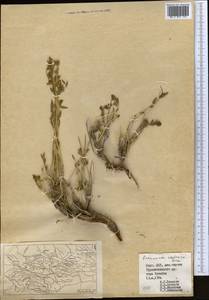 Reaumuria alternifolia subsp. alternifolia, Middle Asia, Pamir & Pamiro-Alai (M2) (Kyrgyzstan)