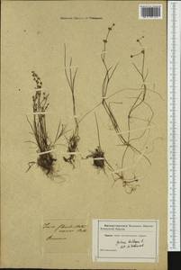 Juncus bulbosus L., Western Europe (EUR) (Not classified)