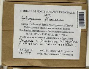 Sphagnum flexuosum Dozy & Molk., Bryophytes, Bryophytes - Russian Far East (excl. Chukotka & Kamchatka) (B20) (Russia)