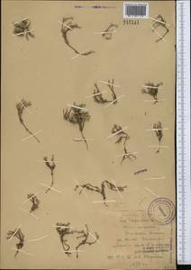 Androsace villosa var. dasyphylla (Bunge) Kar. & Kir., Middle Asia, Western Tian Shan & Karatau (M3) (Kazakhstan)