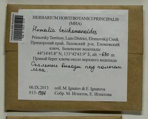 Homalia trichomanoides (Hedw.) Brid., Bryophytes, Bryophytes - Russian Far East (excl. Chukotka & Kamchatka) (B20) (Russia)