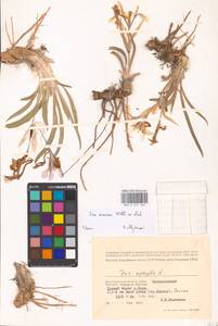 Iris scariosa Willd. ex Link, Eastern Europe, Lower Volga region (E9) (Russia)