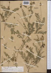 Oxytropis glabra DC., Middle Asia, Northern & Central Tian Shan (M4) (Kazakhstan)