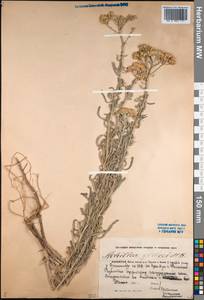 Achillea micrantha Willd., Middle Asia, Caspian Ustyurt & Northern Aralia (M8) (Kazakhstan)