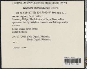 Hypnum cupressiforme Hedw., Bryophytes, Bryophytes - Russian Far East (excl. Chukotka & Kamchatka) (B20) (Russia)