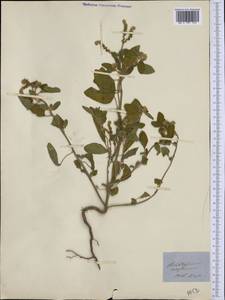 Heliotropium europaeum L., Western Europe (EUR) (Italy)
