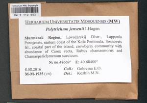 Polytrichum jensenii I. Hagen, Bryophytes, Bryophytes - Karelia, Leningrad & Murmansk Oblasts (B4) (Russia)