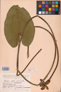 Nuphar lutea (L.) Sm., Eastern Europe, Western region (E3) (Russia)