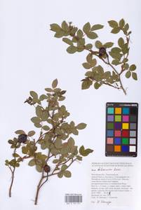 Rosa balsamica Besser, Eastern Europe, Rostov Oblast (E12a) (Russia)