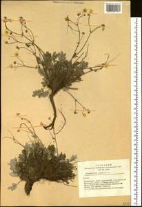Potentilla sericea L., Siberia, Altai & Sayany Mountains (S2) (Russia)