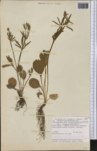 Ranunculus inamoenus Greene, America (AMER) (Canada)