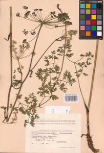 Oreoselinum nigrum Delarbre, Eastern Europe, North Ukrainian region (E11) (Ukraine)