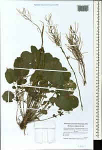 Barbarea vulgaris W. T. Aiton, Eastern Europe, Moscow region (E4a) (Russia)