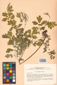 Chelidonium majus L., Siberia, Russian Far East (S6) (Russia)