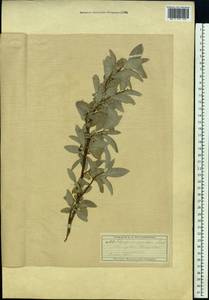 Elaeagnus commutata Bernh. ex Rydb., Eastern Europe, Moscow region (E4a) (Russia)