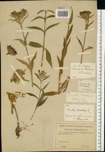 Dianthus barbatus, Eastern Europe, North-Western region (E2) (Russia)