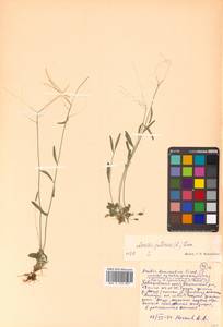 Arabidopsis lyrata subsp. petraea (L.) O'Kane & Al-Shehbaz, Siberia, Russian Far East (S6) (Russia)