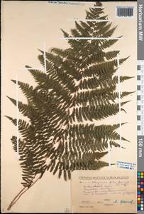 Athyrium filix-femina (L.) Roth, Siberia, Russian Far East (S6) (Russia)