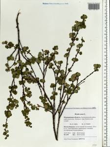 Betula nana L., Eastern Europe, Northern region (E1) (Russia)