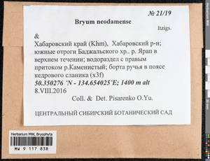 Ptychostomum neodamense (Itzigs.) J.R. Spence, Bryophytes, Bryophytes - Russian Far East (excl. Chukotka & Kamchatka) (B20) (Russia)