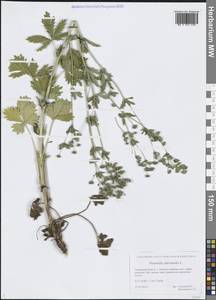 Potentilla intermedia L., Siberia, Western Siberia (S1) (Russia)