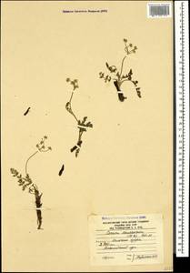 Carum caucasicum (M. Bieb.) Boiss., Caucasus, South Ossetia (K4b) (South Ossetia)