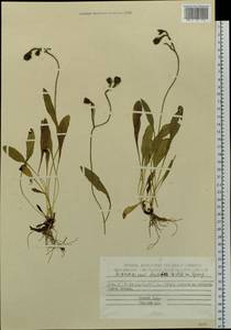 Hieracium triste Willd. ex Spreng., Siberia, Chukotka & Kamchatka (S7) (Russia)