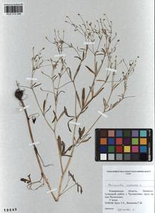 Ranunculus sceleratus L., Siberia, Altai & Sayany Mountains (S2) (Russia)