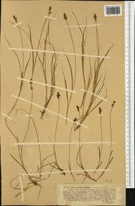 Carex lachenalii Schkuhr , nom. cons., Western Europe (EUR) (Switzerland)