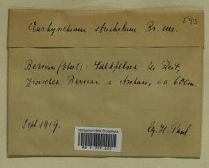 Plasteurhynchium striatulum (Spruce) M. Fleisch., Bryophytes, Bryophytes - Western Europe (BEu) (Germany)