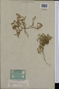 Scleranthus perennis, Western Europe (EUR) (France)