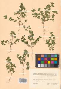 Kummerowia stipulacea (Maxim.) Makino, Siberia, Russian Far East (S6) (Russia)