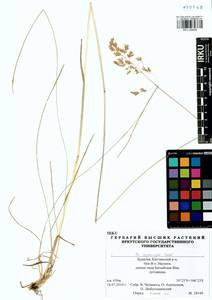 Poa pratensis subsp. pratensis, Siberia, Baikal & Transbaikal region (S4) (Russia)