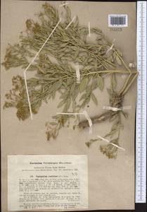 Haplophyllum acutifolium (DC.) G. Don, Middle Asia, Western Tian Shan & Karatau (M3) (Uzbekistan)