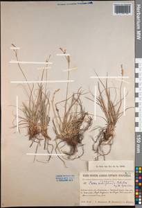 Carex pediformis C.A.Mey., Siberia, Baikal & Transbaikal region (S4) (Russia)