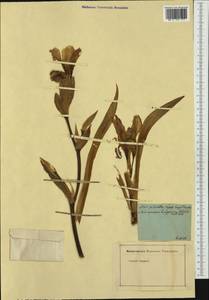 Iris aphylla L., Botanic gardens and arboreta (GARD)