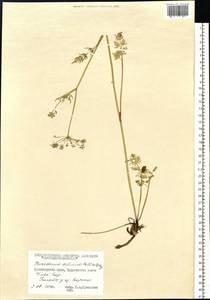 Ostericum tenuifolium (Pall. ex Spreng.) Y. C. Chu, Siberia, Central Siberia (S3) (Russia)