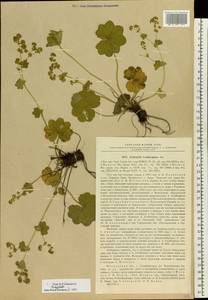 Alchemilla lindbergiana Juz., Eastern Europe, Moscow region (E4a) (Russia)