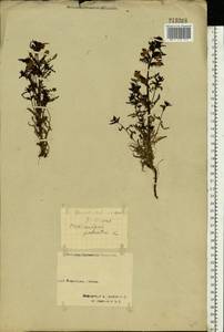Pedicularis palustris L., Eastern Europe, Northern region (E1) (Russia)