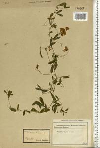 Lathyrus tuberosus L., Eastern Europe, Central forest-and-steppe region (E6) (Russia)