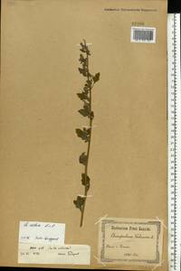 Chenopodium, Eastern Europe, South Ukrainian region (E12) (Ukraine)