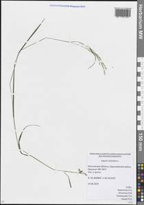 Agrostis stolonifera L., Eastern Europe, Moscow region (E4a) (Russia)