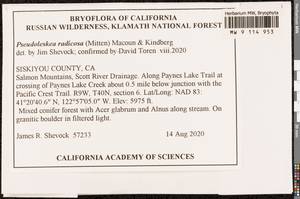 Lescuraea radicosa (Mitt.) Mönk., Bryophytes, Bryophytes - America (BAm) (United States)